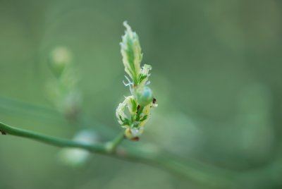 Kerria japonica ‘Variegata’ - zákula japonská ‘Variegata’ - jarní pučení